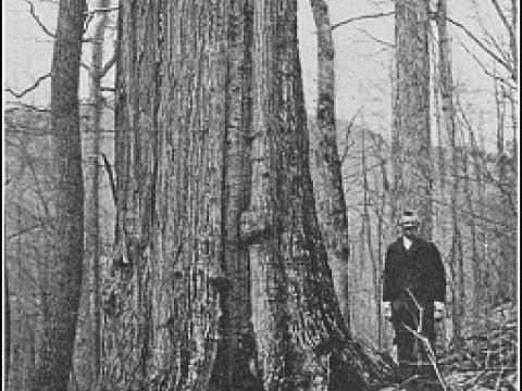American chestnut tree towers above man in early twentieth century 