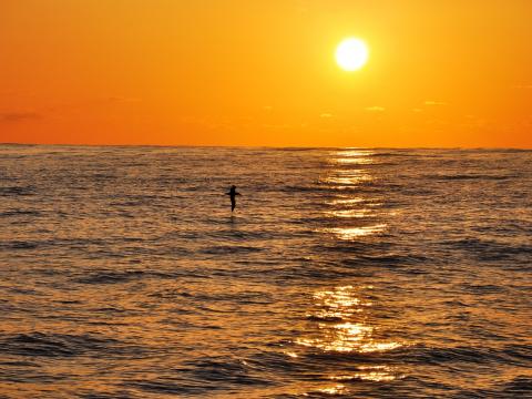 A view of the Pacfic Ocean at sunset as an albatross cuts across the water. Photo by Michael Gonsior.