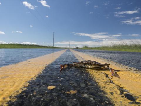 A crab sits on the yellow lines of a wet roadway in Dorchester County.