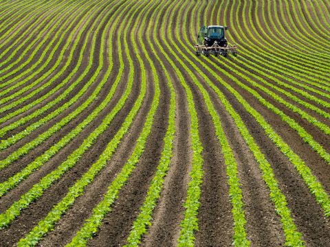 rows of green plants with a field with a tractor