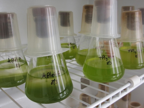 Algae stock culture in flasks