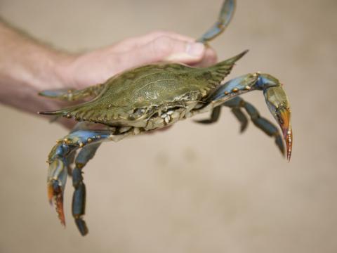 Blue crab