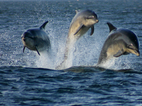 Three dolphins jump off of Scotland. Photo by Helen Bailey.