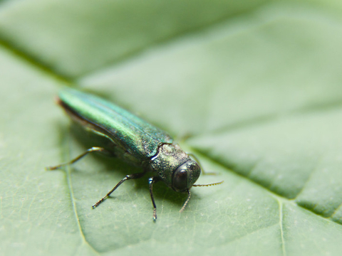 Image of emerald ash borer sitting on a green leaf