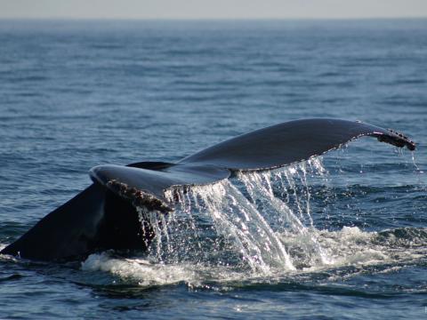 A whale's tale breaches the water.