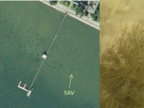 : This aerial photo of CBL Pier, captured in September 2017, shows what appeared to be patches of bay grasses growing nearby (image courtesy of Bob Orth, VIMS). The following (right) underwater photograph confirmed that bay grasses are indeed growing in t