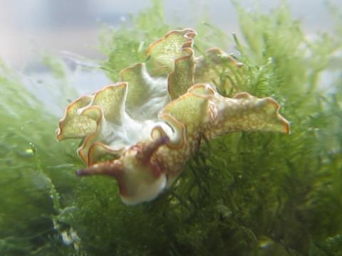 A sea slug feeds on seaweed underwater
