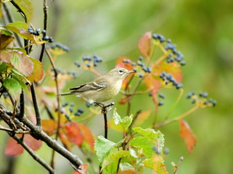 Image of bird 