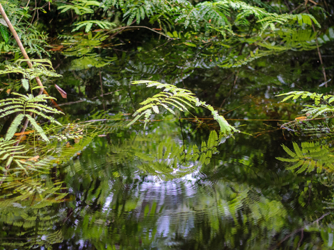 An Amazon fern in water. Credit: Michael Gonsior, UMCES.