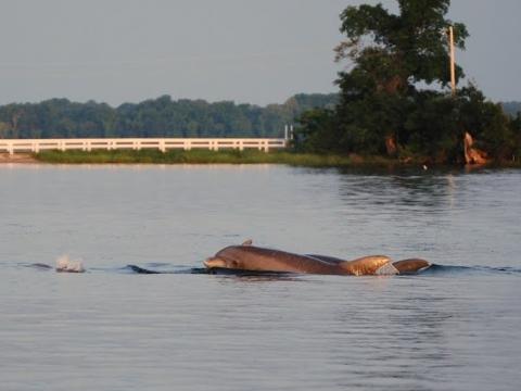 dolphin sighting