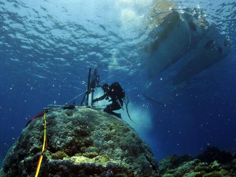 A scuba diver takes a core sample from coral on the bottom of the ocean.