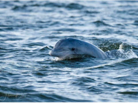 A Chesapeake bottlenose dolphin photo uploaded to the DolphinWatch app by user Heather Orkis.