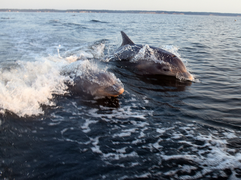 two dolphins riding a wave in the chesapeake bay