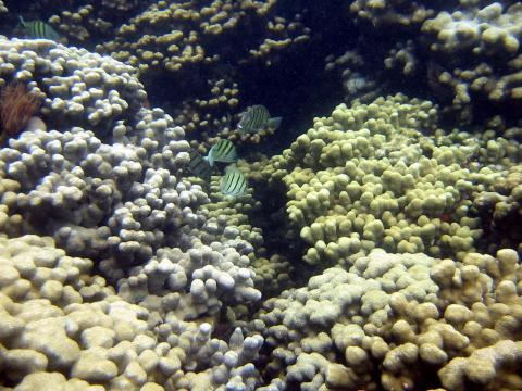 Coral and fish off coast of Hawaii