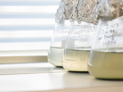 Three glass flasks are filled with samples of biofuel made from aglae