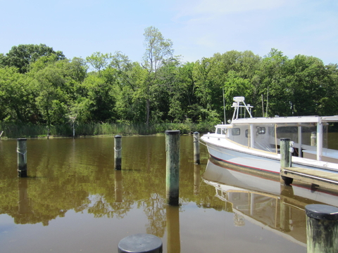 algal blooms