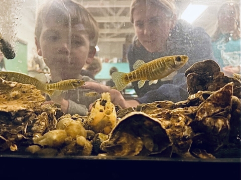 UMCES Science Saturday students through the aquarium glass