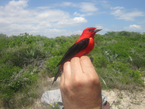 A scarlet tanager on Emily Cohen's hand.