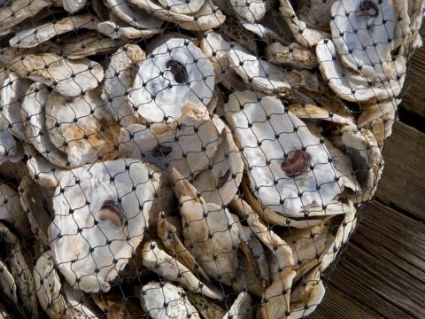 collection of oysters