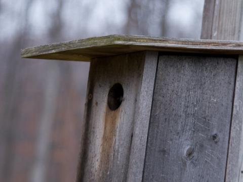 Wooden bird house at the UMCES Appalachian Laboratory