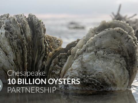 Chesapeake 10 Billion Oyster Project