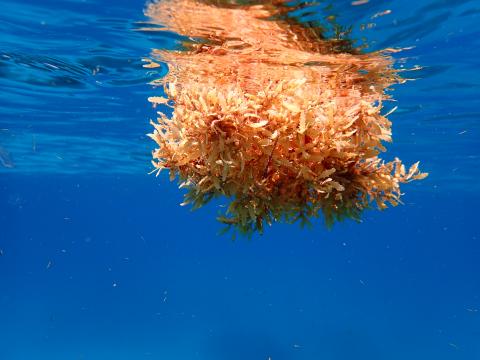 Clump of sargassum floating in the blue ocean