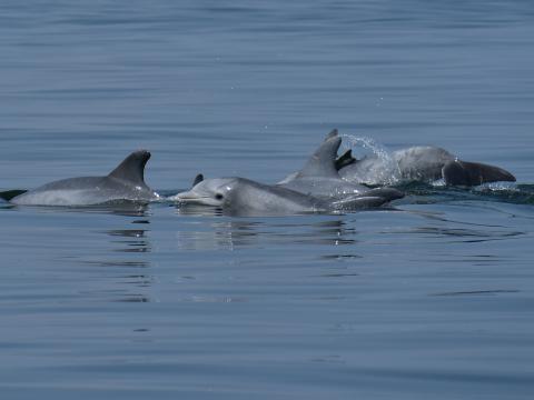 A pod of dolphins breach the water's surface in Chesapeake Bay