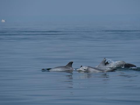 dolphin fins cresting above the water