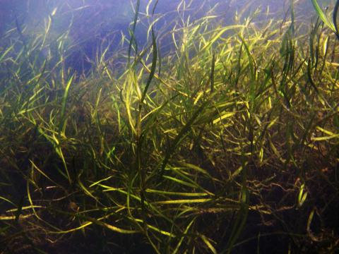 Submerged aquatic vegetation in Chesapeake Bay