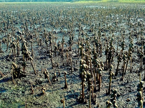 Plant-eating snails overwhelm both naturally occurring and artificially planted marsh plants as this ecosystem tries to regrow after drought and grazing. Credit: Brian Silliman