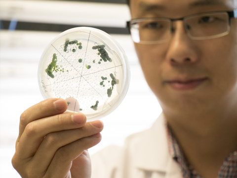 Yantao Li holds up an algae culture to the light