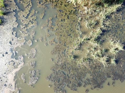 algal bloom in Lake Wateree SC