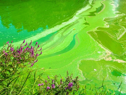 Bright Green Harmful Algal Bloom