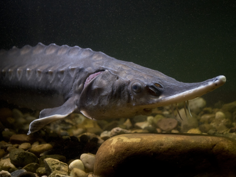 Atlantic Sturgeon