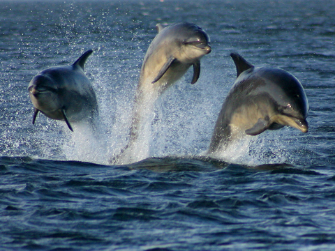 Three dolphins jumping in Chesapeake Bay, Md.