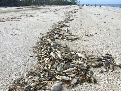 Fish kills as a result of harmful algal blooms (HABS)