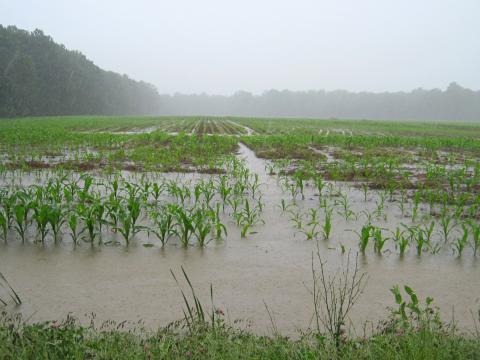 flooded crops