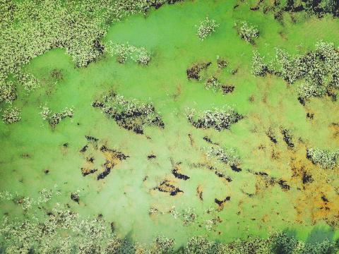 Toxic algal bloom