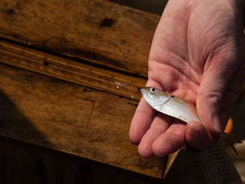 menhaden in a hand