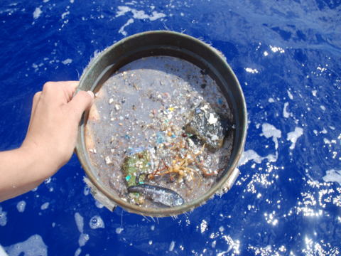 An assortment of debris in a sieve collected from the Atlantic Ocean. Photo credit: Nicole Trenholm.