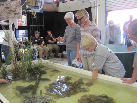 Child plays in touch tank at Horn Point Laboratory Open House