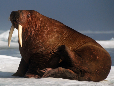 A walrus on sea ice.