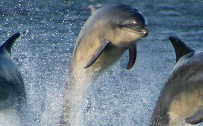 another view of dolphins jumping out of the water