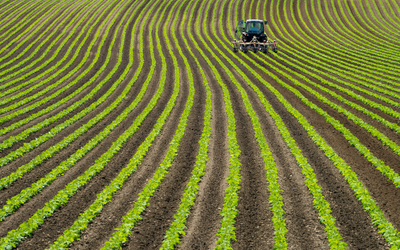 rows of green plants with a field with a tractor