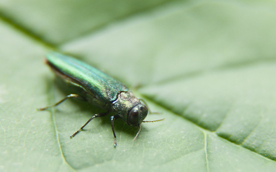Image of emerald ash borer sitting on a green leaf