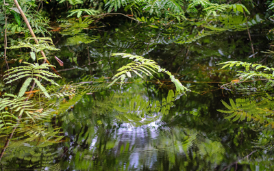 An Amazon fern in water. Credit: Michael Gonsior, UMCES.