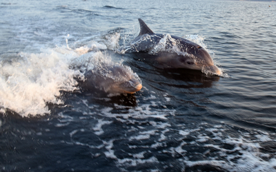 two dolphins riding a wave in the chesapeake bay