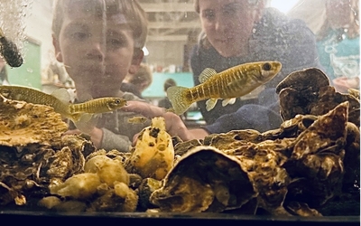 UMCES Science Saturday students through the aquarium glass