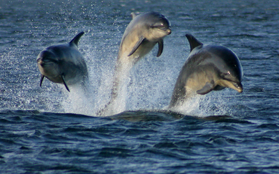 Three dolphins jumping in Chesapeake Bay, Md.