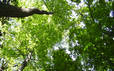 Looking up from the forest floor, a green canopy with sunlight peaking through the trees